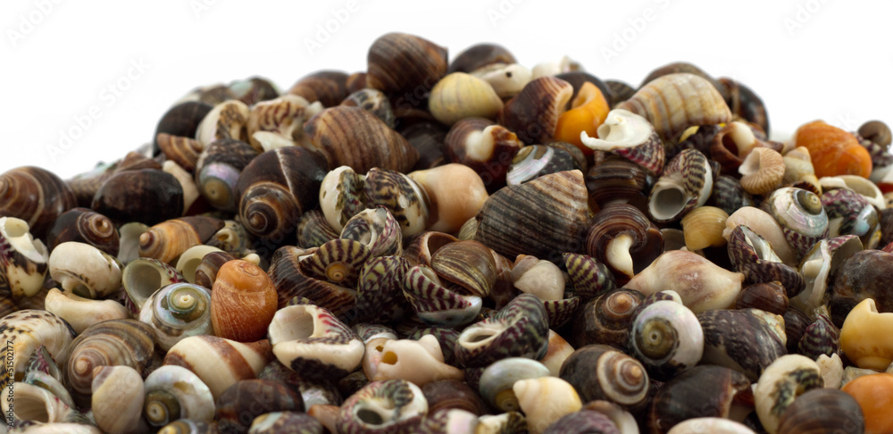 Small mixed seashells on white Small mixed seashells on white