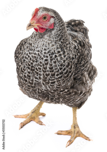 a hen isolated on a white background