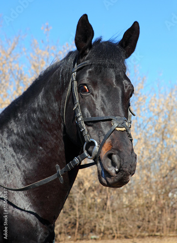 Portrait of a black stallion