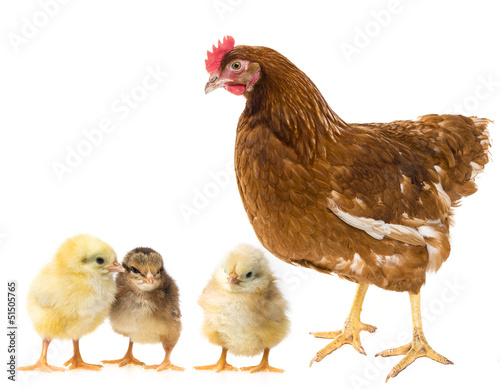 Photo chickens and hen