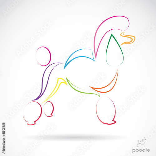 Vector image of an dog (poodle) , illustration - vector