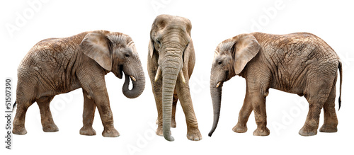African elephants isolated on white © vencav