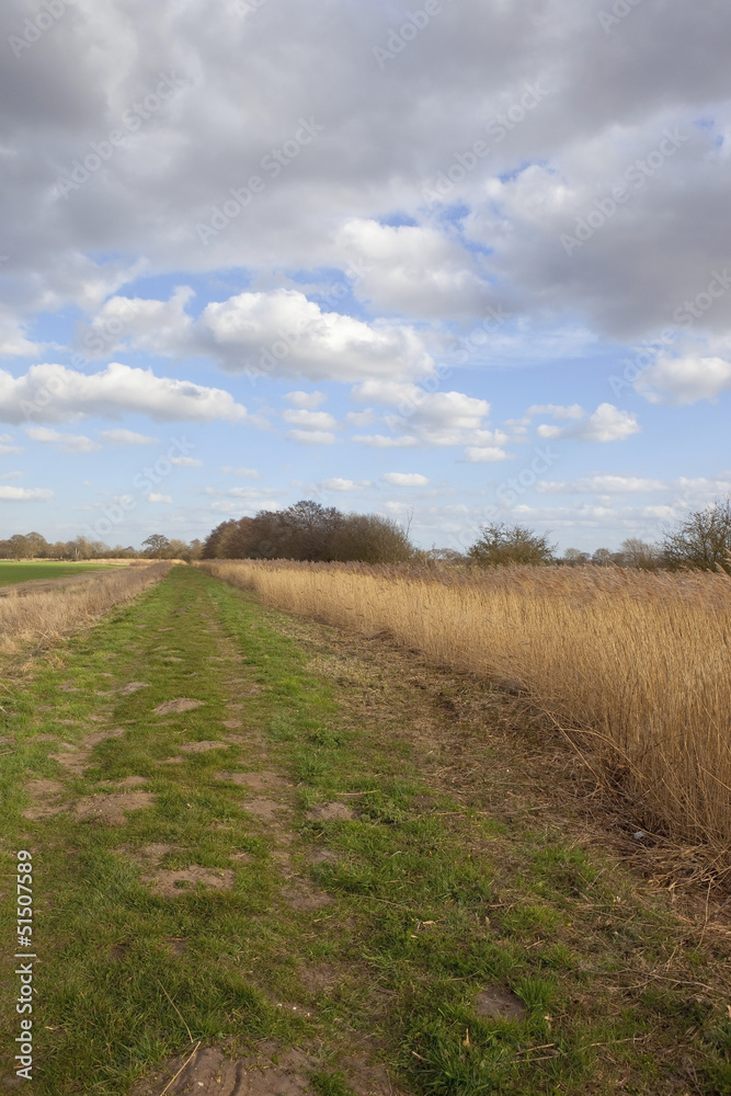 reed bed in springtime