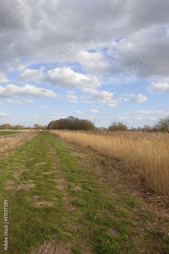 reed bed in springtime