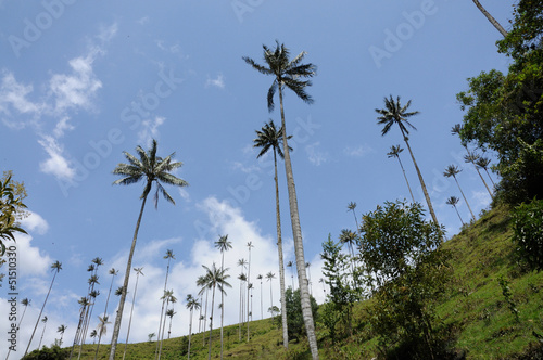 Palma de cera - Salento (Colombia) photo