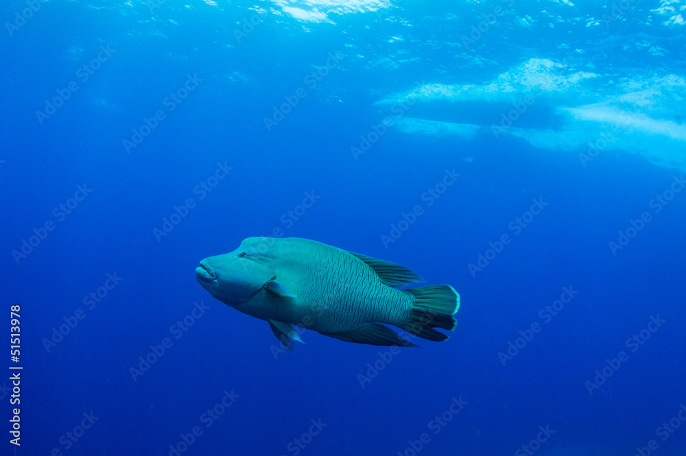 Obraz premium Humphead wrasse with boat