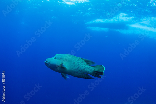 Humphead wrasse with boat