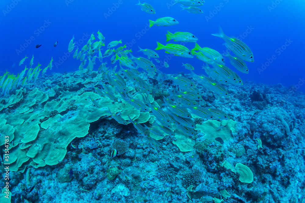 Naklejka premium school of Bluestripe snapper