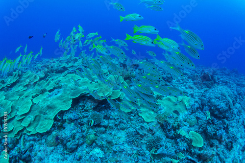 school of Bluestripe snapper