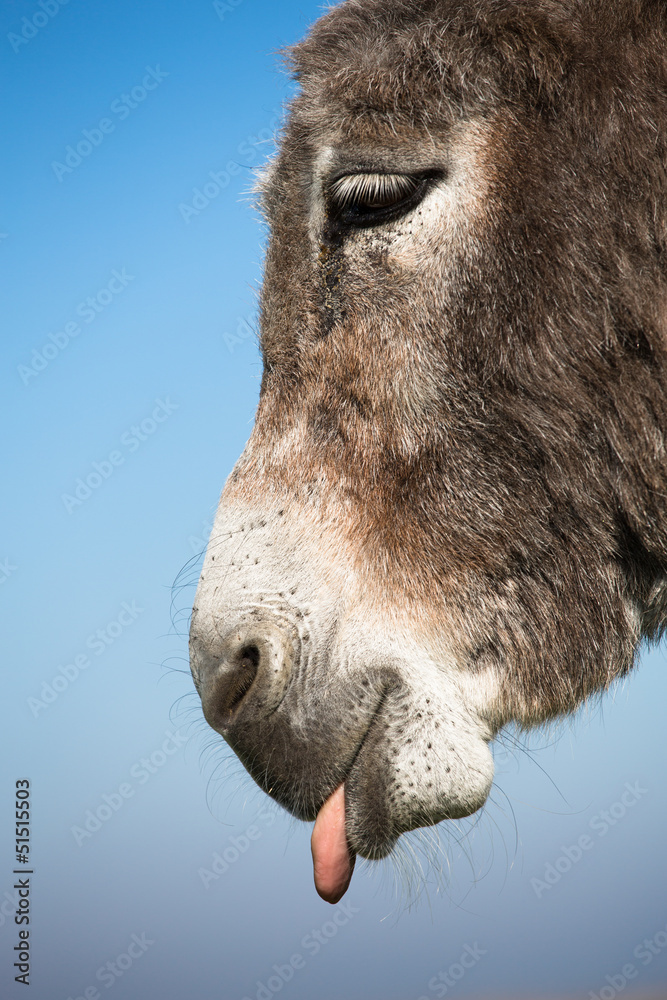 Fototapeta premium grey donkey with blue sky