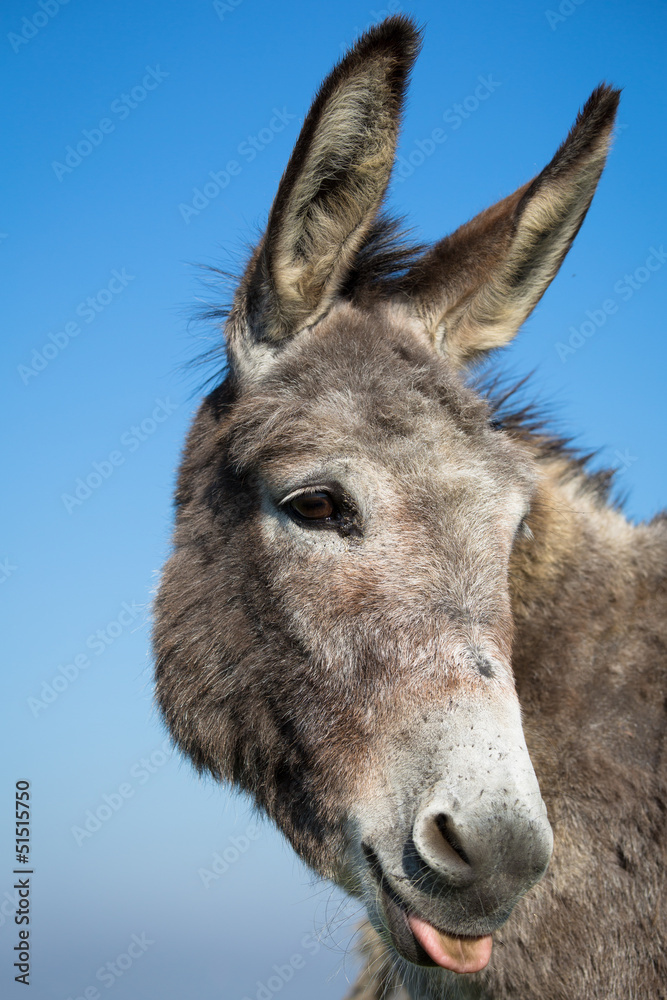 grey donkey with blue sky
