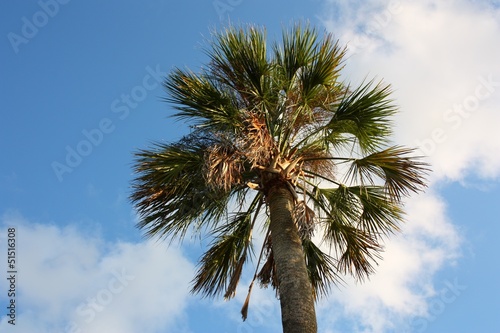 sabal palm against blue sky photo
