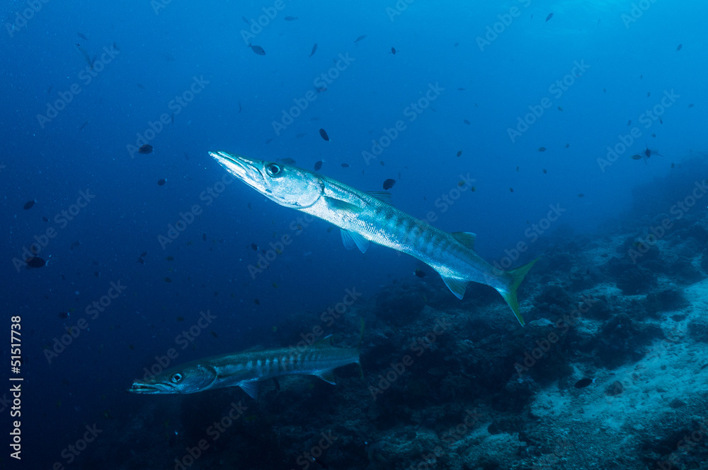 Obraz premium two Barracudas