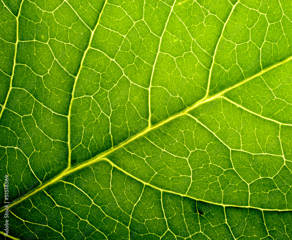 leaf texture leaf texture