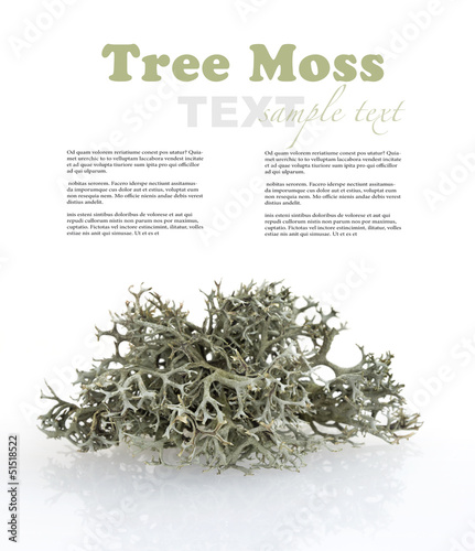 Tree moss from fir and pine trees