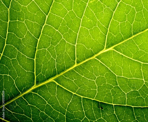 leaf texture