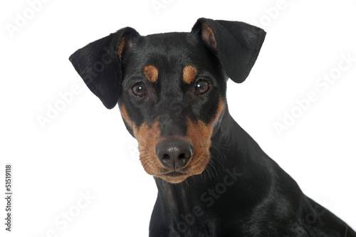 Deutscher Pinscher