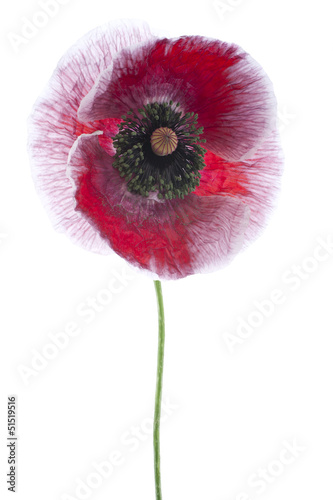 Fototapeta Naklejka Na Ścianę i Meble -  poppy