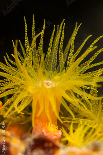 Tubastrea, sun coral, sun polyps #51519750