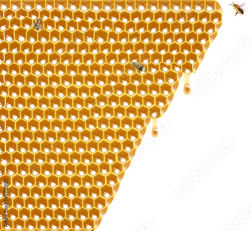 Honigwabe mit Bienen
