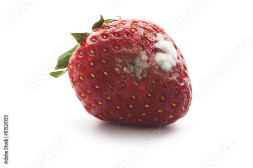 strawberry with mildew