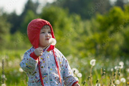Little child walking among dandelions