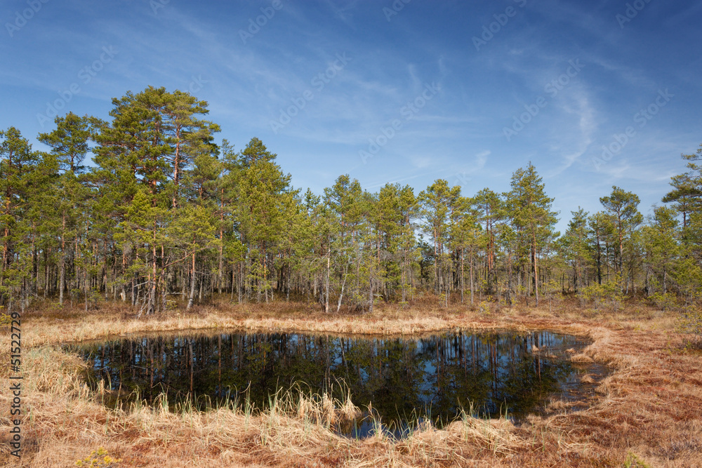 Forest lake.