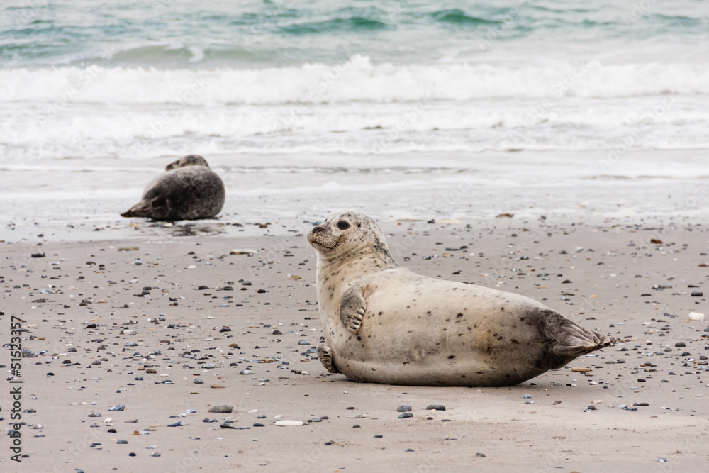 Seehund an der Nordsee, Harbor seal at the North Sea Seehund an der Nordsee, Harbor seal at the North Sea