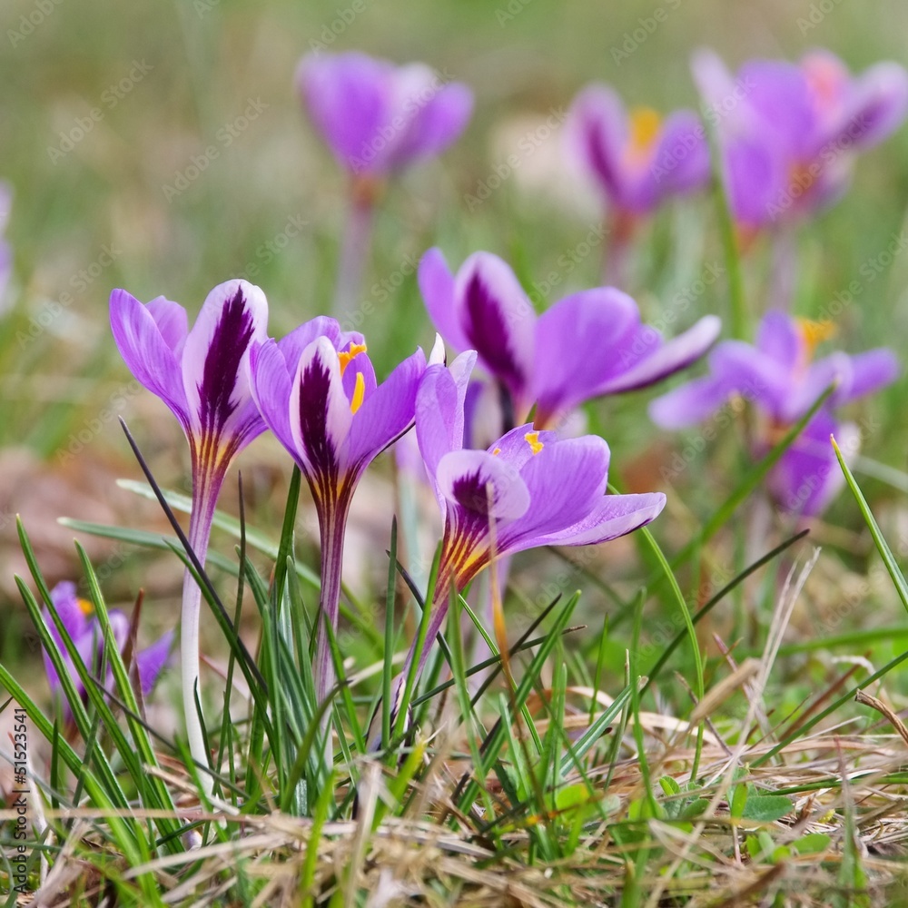 Krokus - Crocus 94 Krokus - Crocus 94