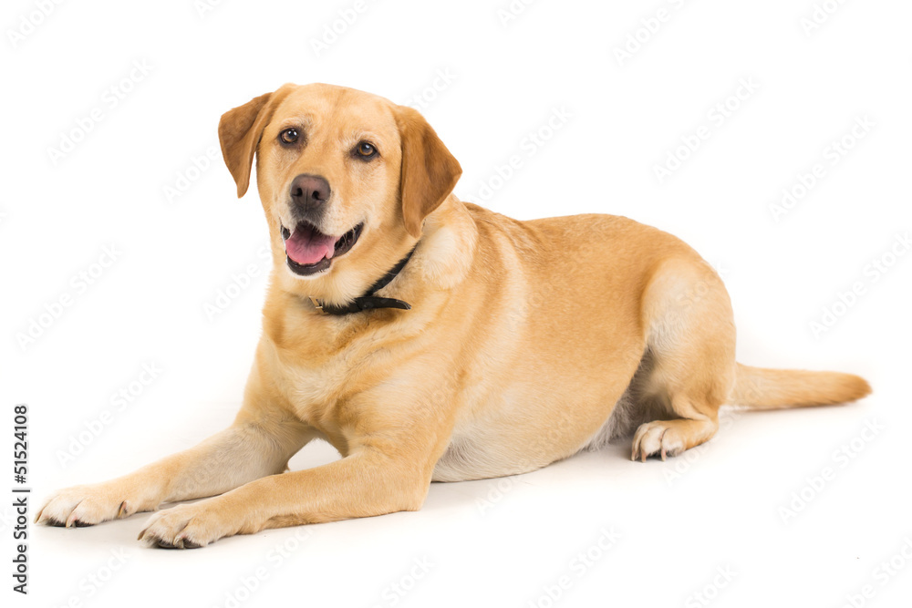 Golden Labrador Golden Labrador
