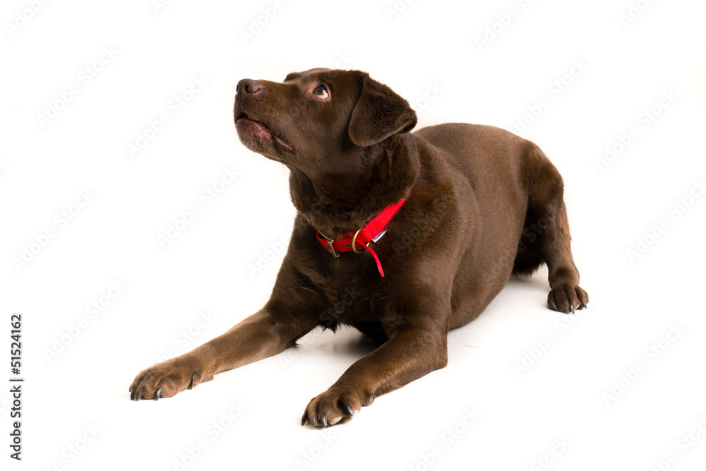 Chocolate Labrador