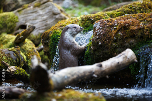 Eurasian otter (Lutra lutra)