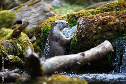 Eurasian otter (Lutra lutra) photo