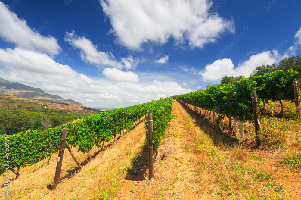 Stellenbosch, the heart of the wine growing region in South Afri