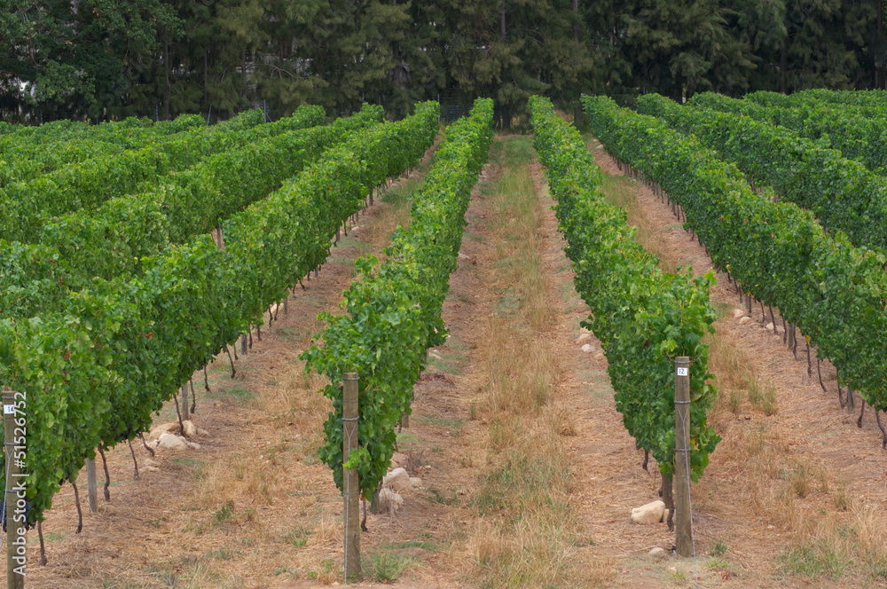 Stellenbosch, the heart of the wine growing region in South Afri