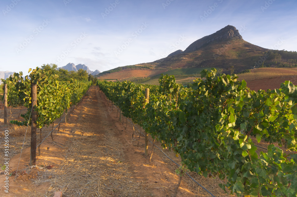 Vineyards around Stellenbosch, Western Cape, South Africa, Afric