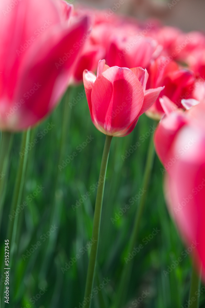 Beautiful tulips