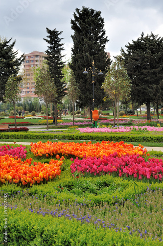Tulips in Citypark - spring flowers and trees