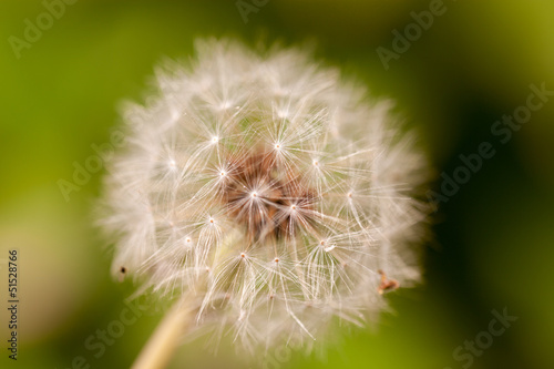 Dandelions