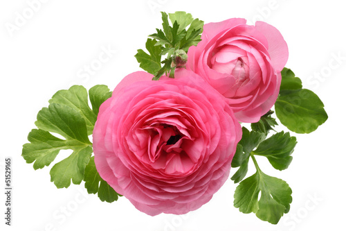 Pink Persian Buttercup Flower