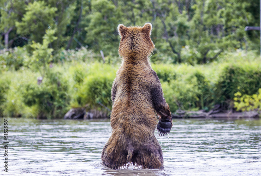 Fototapeta premium The brown bear fishes