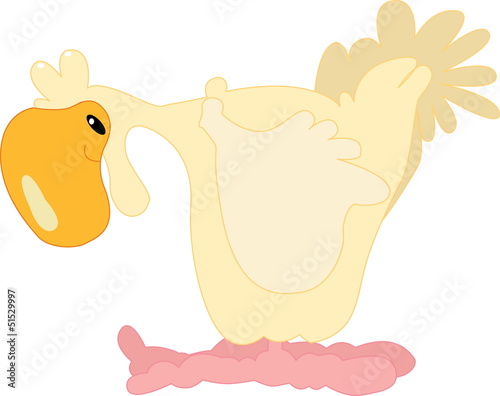 White chicken