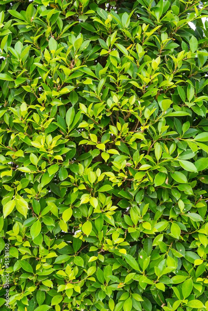 Obraz premium green leaf