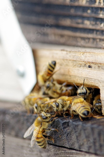 蜜蜂の巣箱