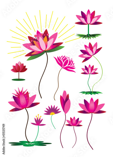 Lotus flower set