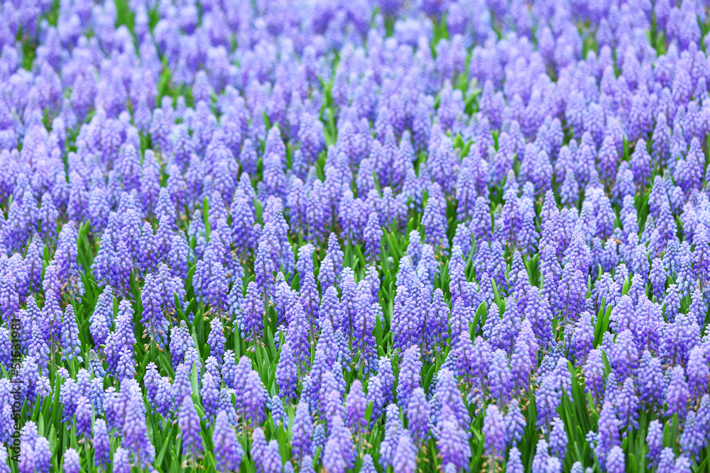 Fototapeta premium flower, muscari botryoides