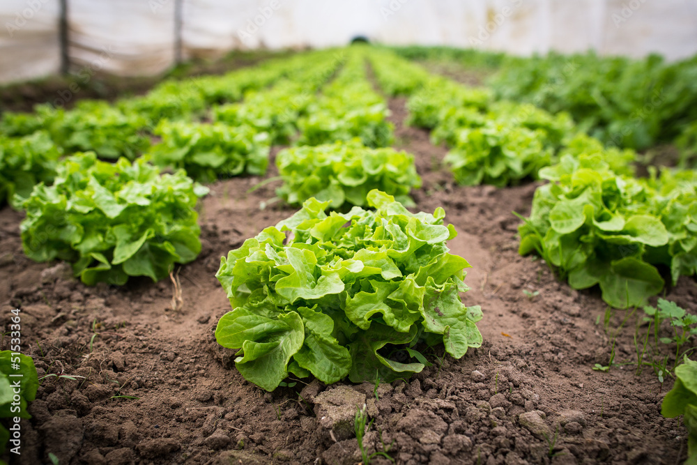 Gesunder Salat im Gewächshaus Stock Photo Adobe Stock