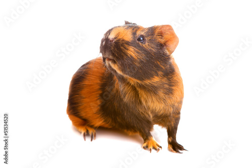 guinea pig, isolated