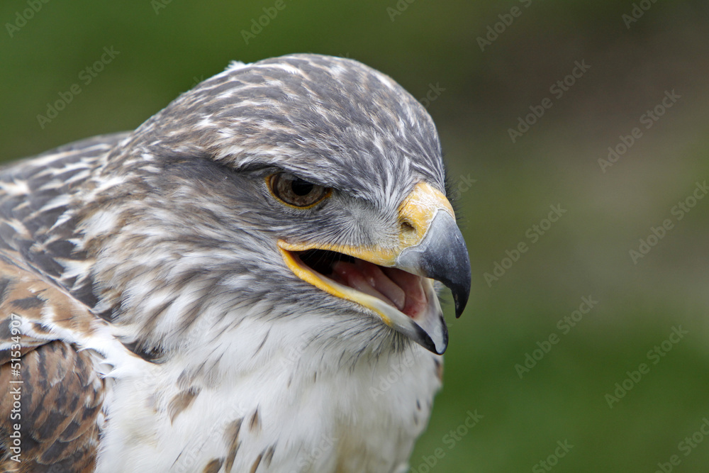 Königsrauhfussbussard Königsrauhfussbussard