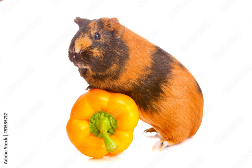 Fototapeta premium guinea pig about pepper , isolated